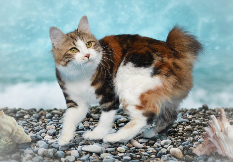Кот Курильский бобтейл
