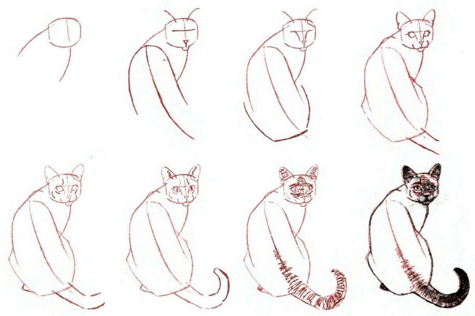 Этапы рисования кошки