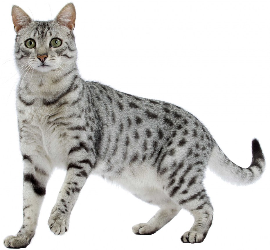 Египетская МАУ кошка