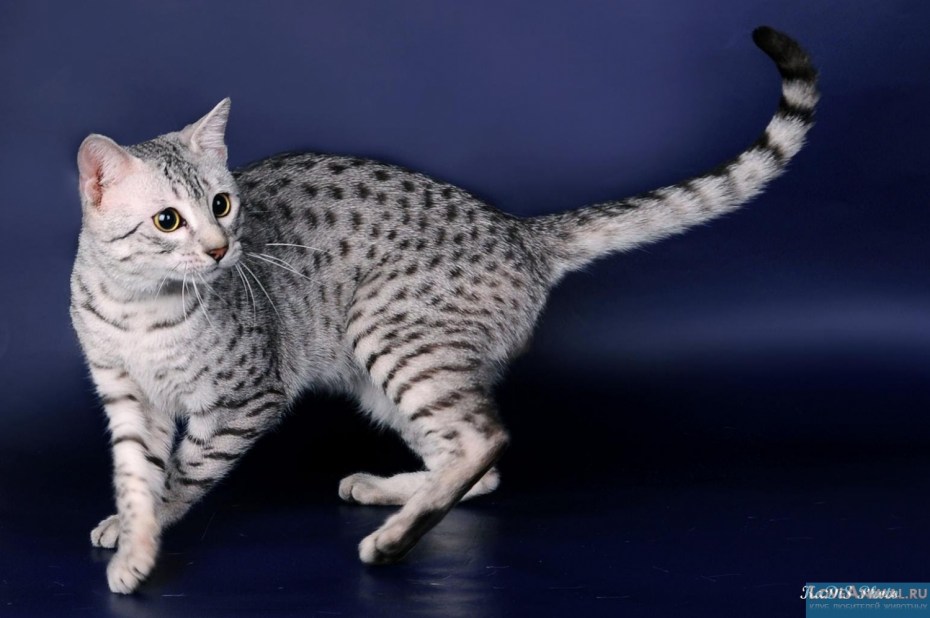 Британский Лесной кот
