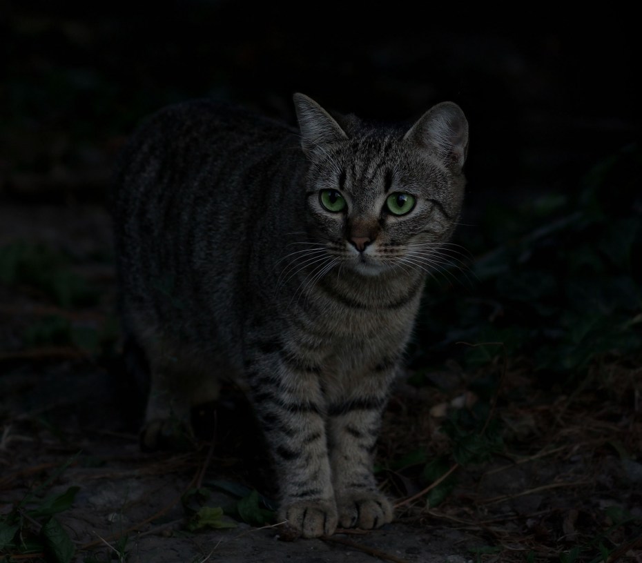 Американская короткошерстная кошка табби