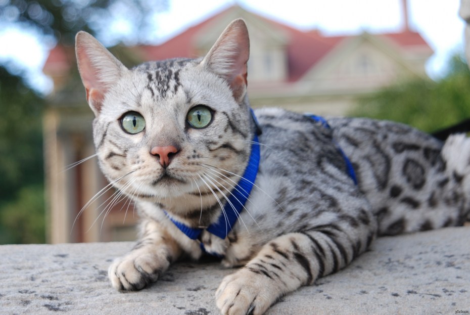 Бенгальская кошка