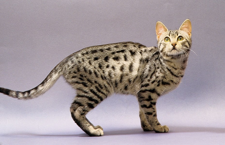 Бенгальская кошка табби