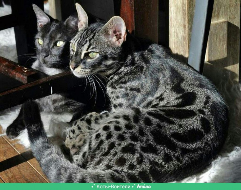 Бенгальская кошка Марбл