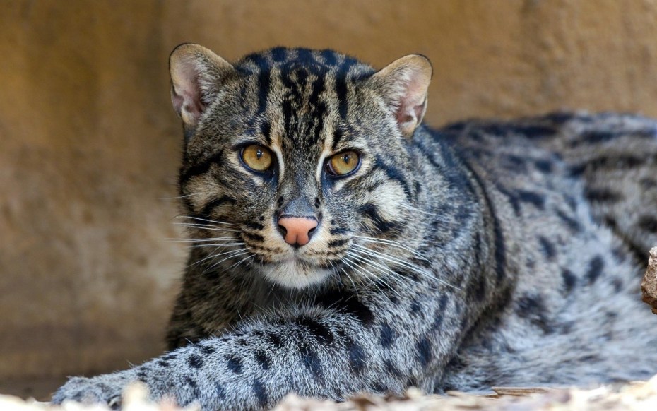 Бенгальский камышовый кот