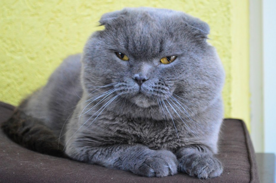 Шотландская вислоухая кошка