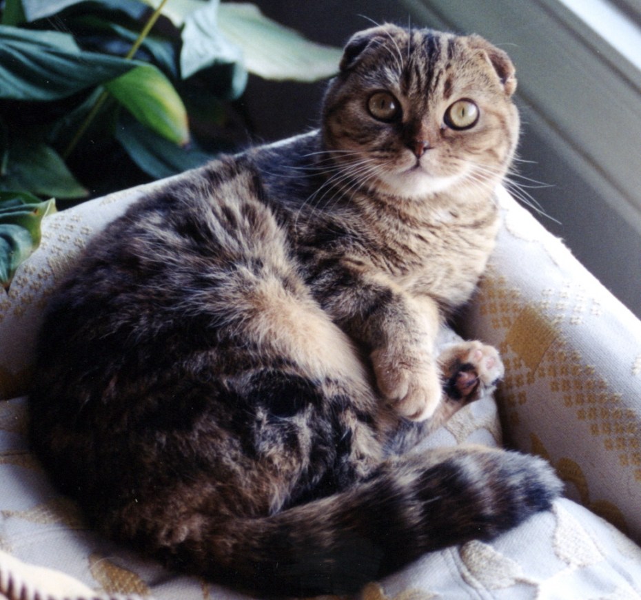 Вислоухая кошка Шотландская Джесси