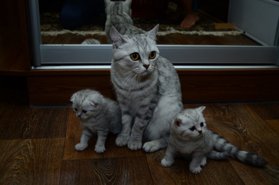 Скоттиш фолд грей