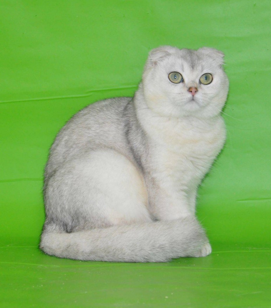 Шотландские котята прямоухие взрослые