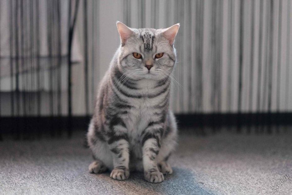 Шотландские коты прямоухие