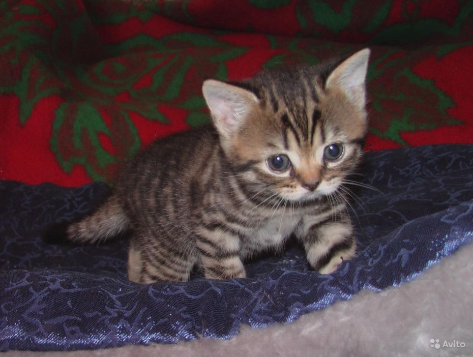 Британская кошка вискас