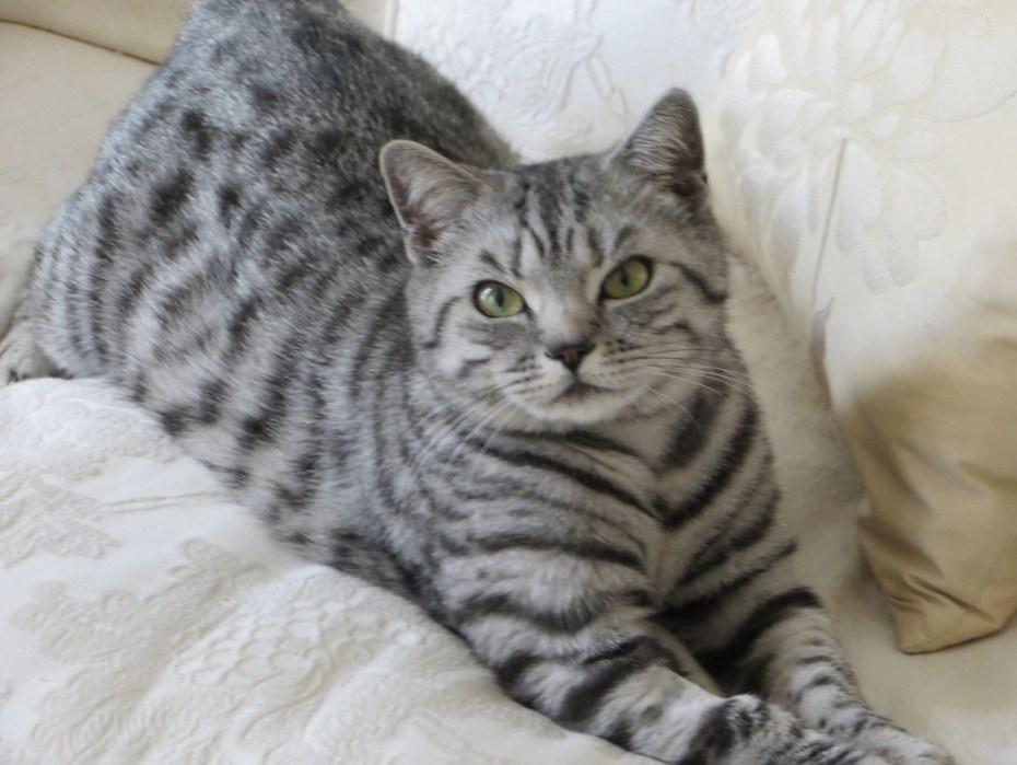 Шотландские котята прямоухие