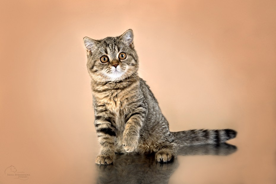 Шотланская прямоухоя котёнок