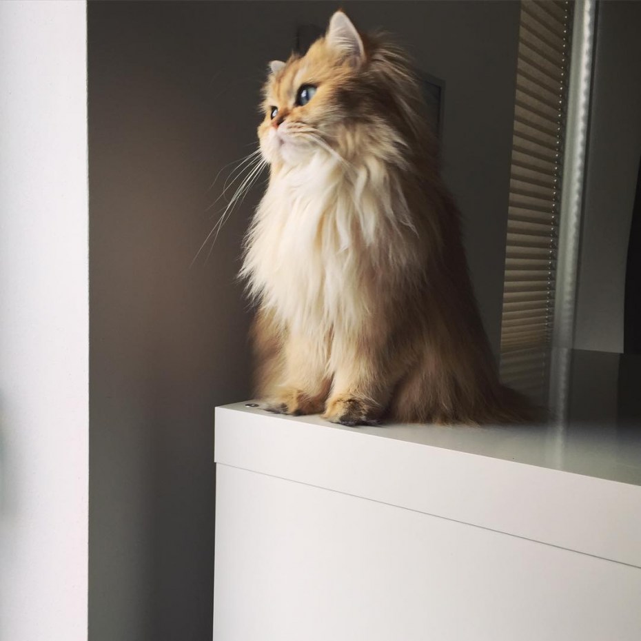 Кошки милкшейк