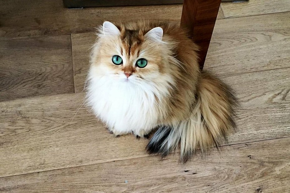 Smoothie the Cat порода