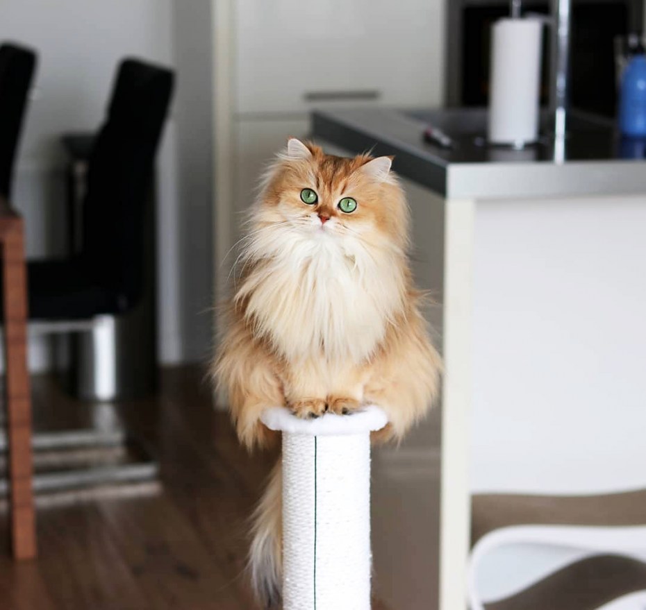 Кот со смузи картинка