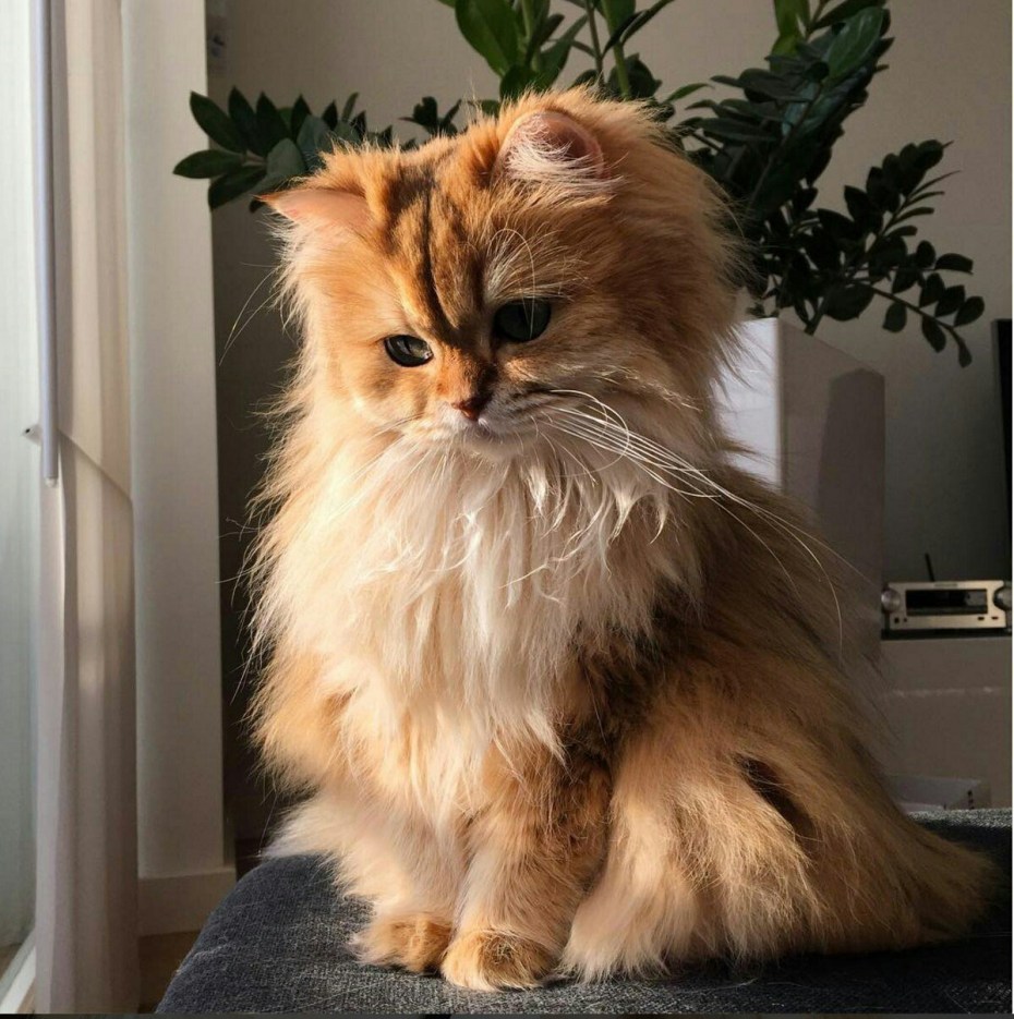 Персидская шиншилла рыжая
