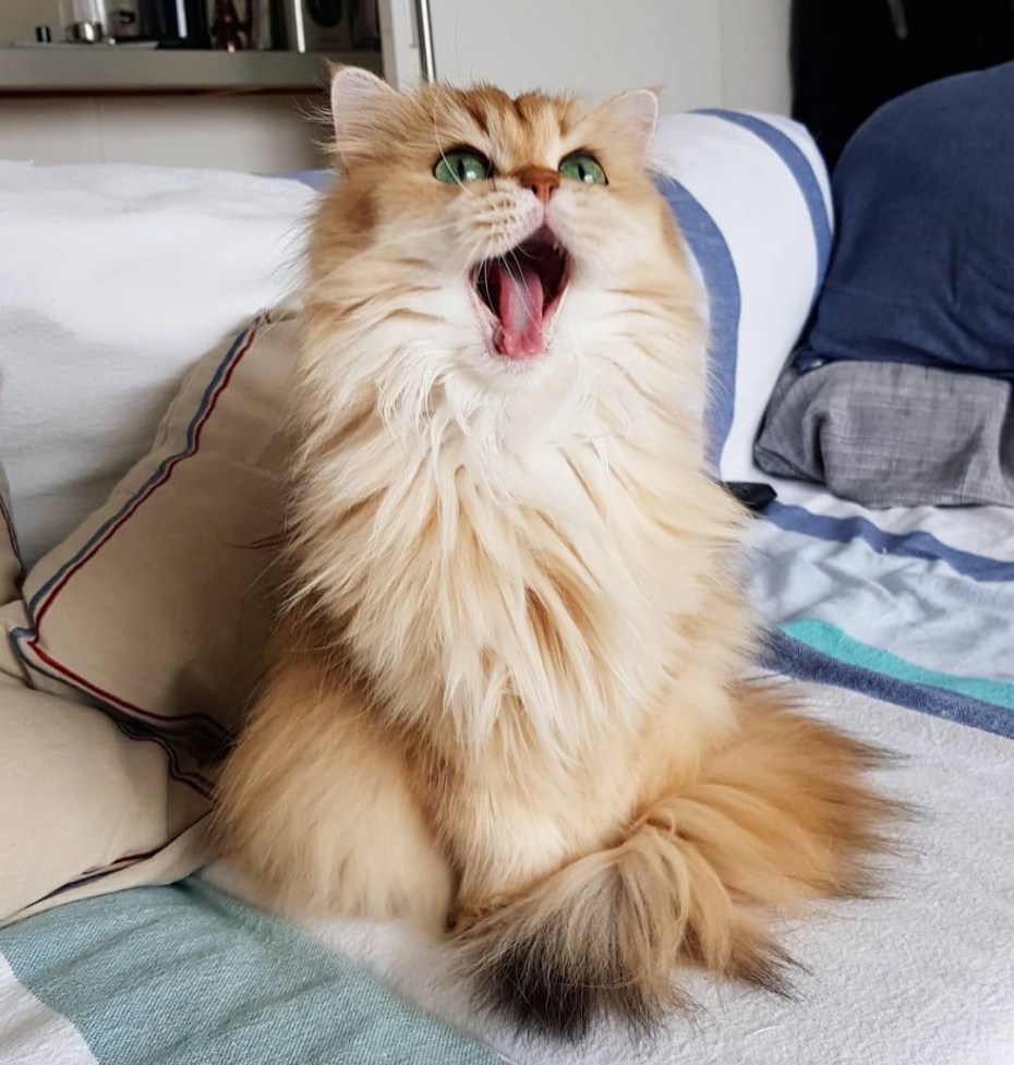 Golden British longhair