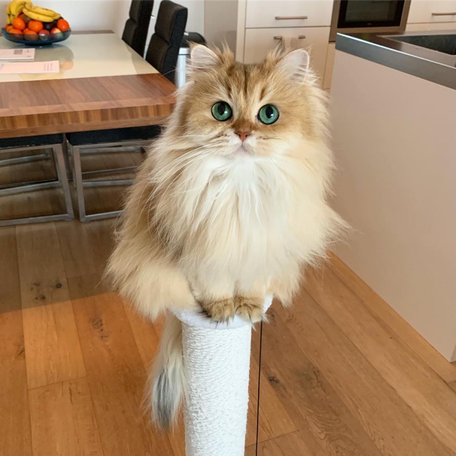 Smoothie the Cat порода