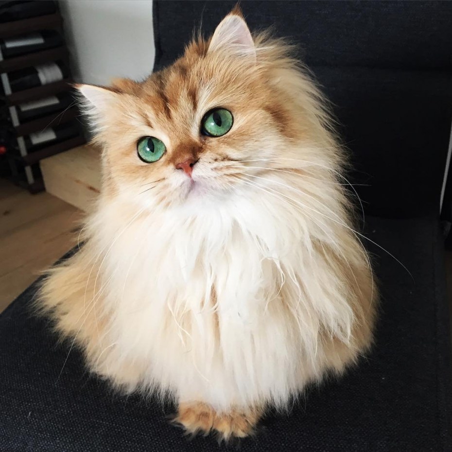 Кот смузи