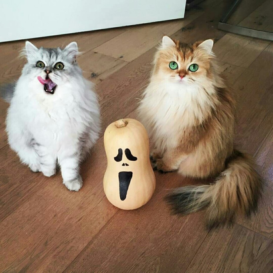 Котенок смузи