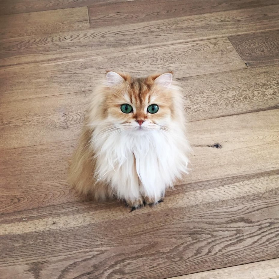 Кот смузи