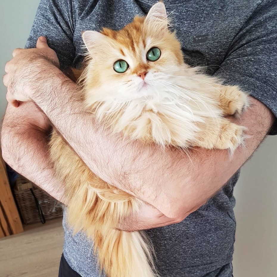 Кот смузи Инстаграм