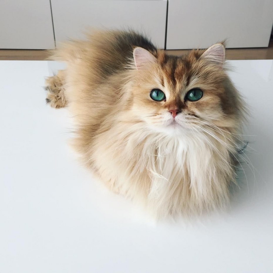 Кошка смузи купить