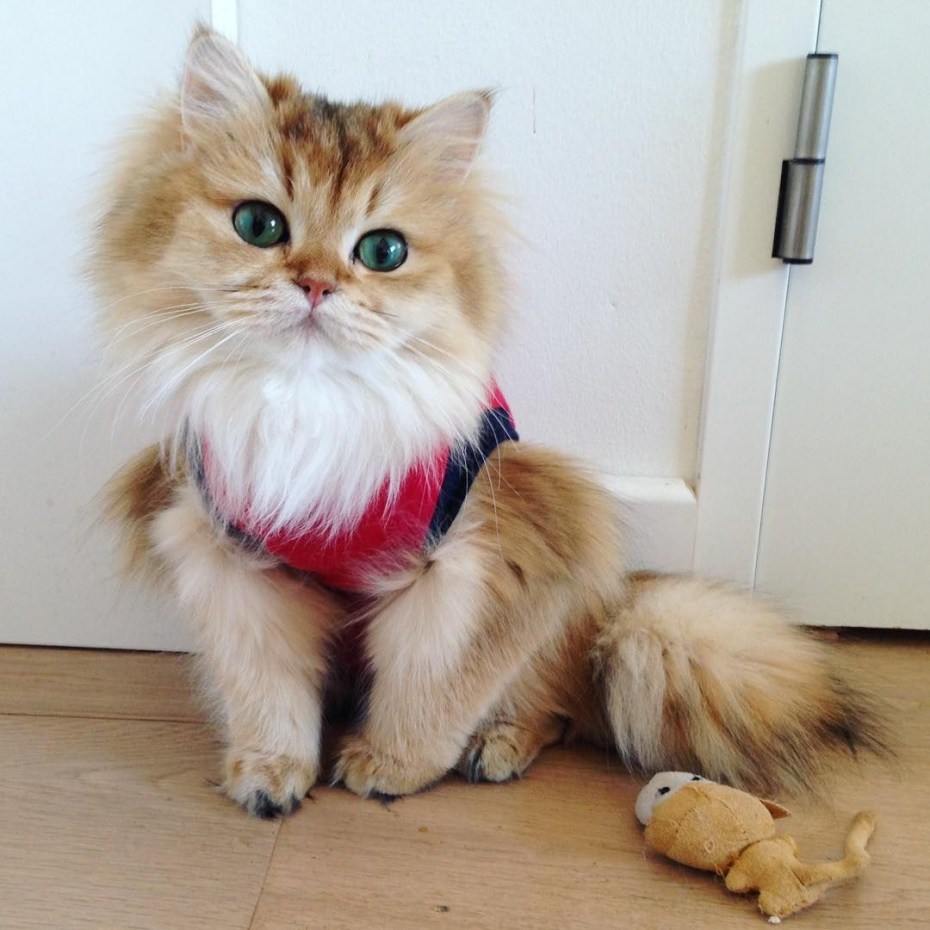 Лохматая кошка