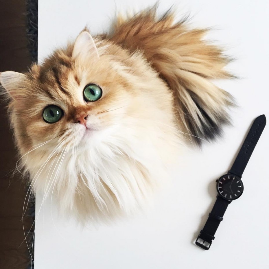 Британская кошка смузи