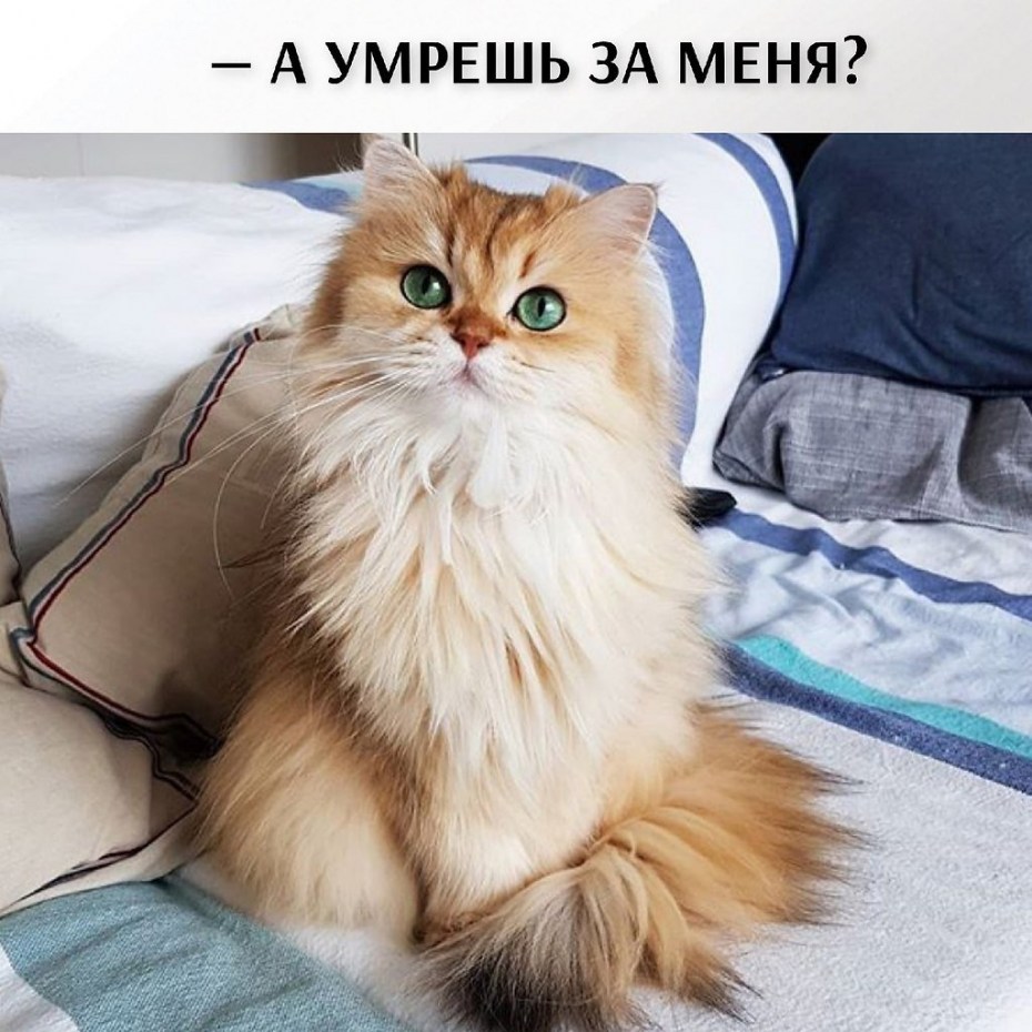 Британская длинношерстная кошка смузи
