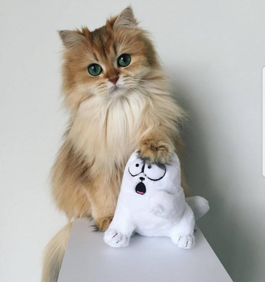 Смузи- фотогеничная кошка