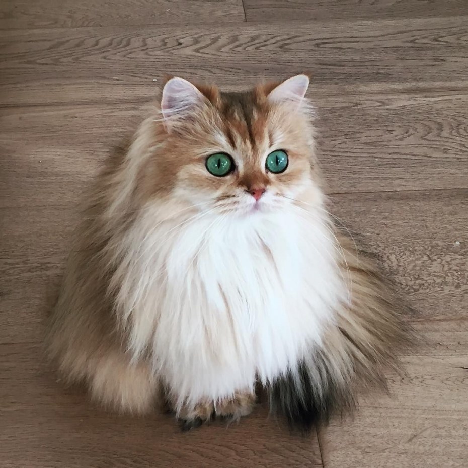 Британская кошка смузи