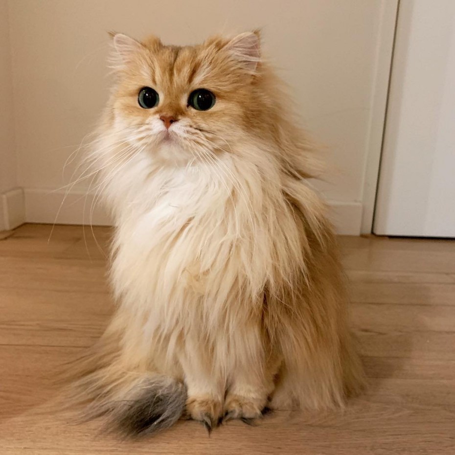 Самая фотогеничная кошка смузи