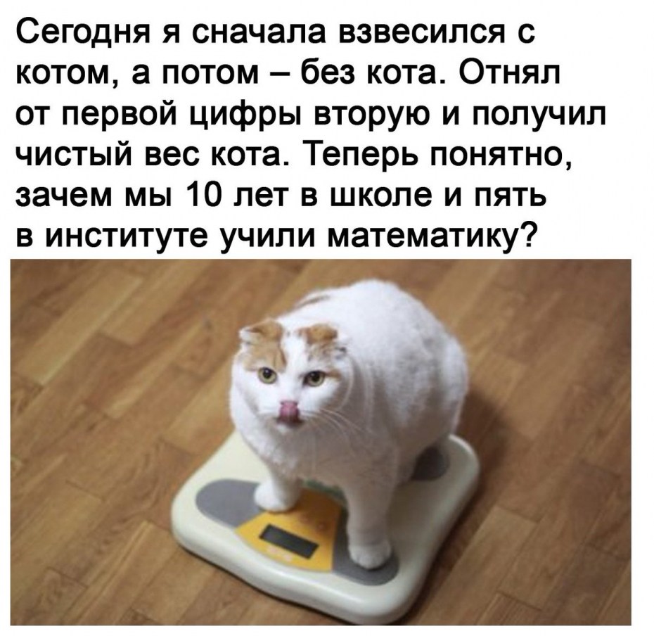 Толстый кот на весах