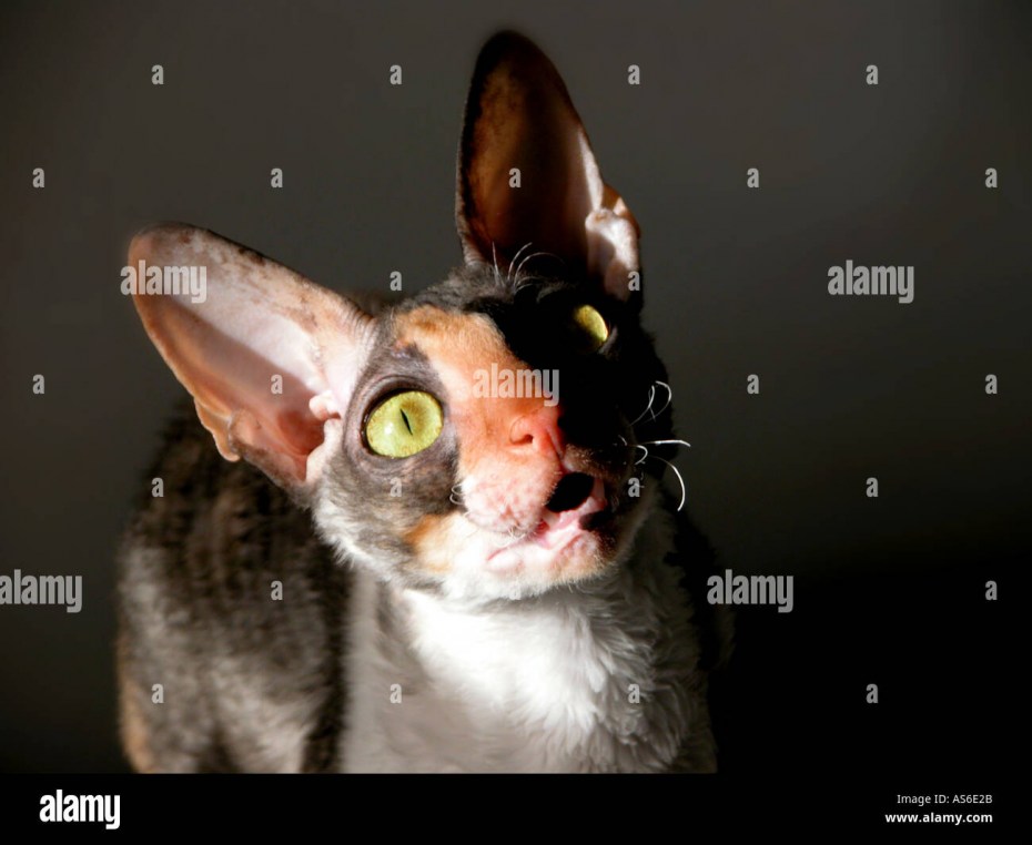 Модный страшный кот длинные уши