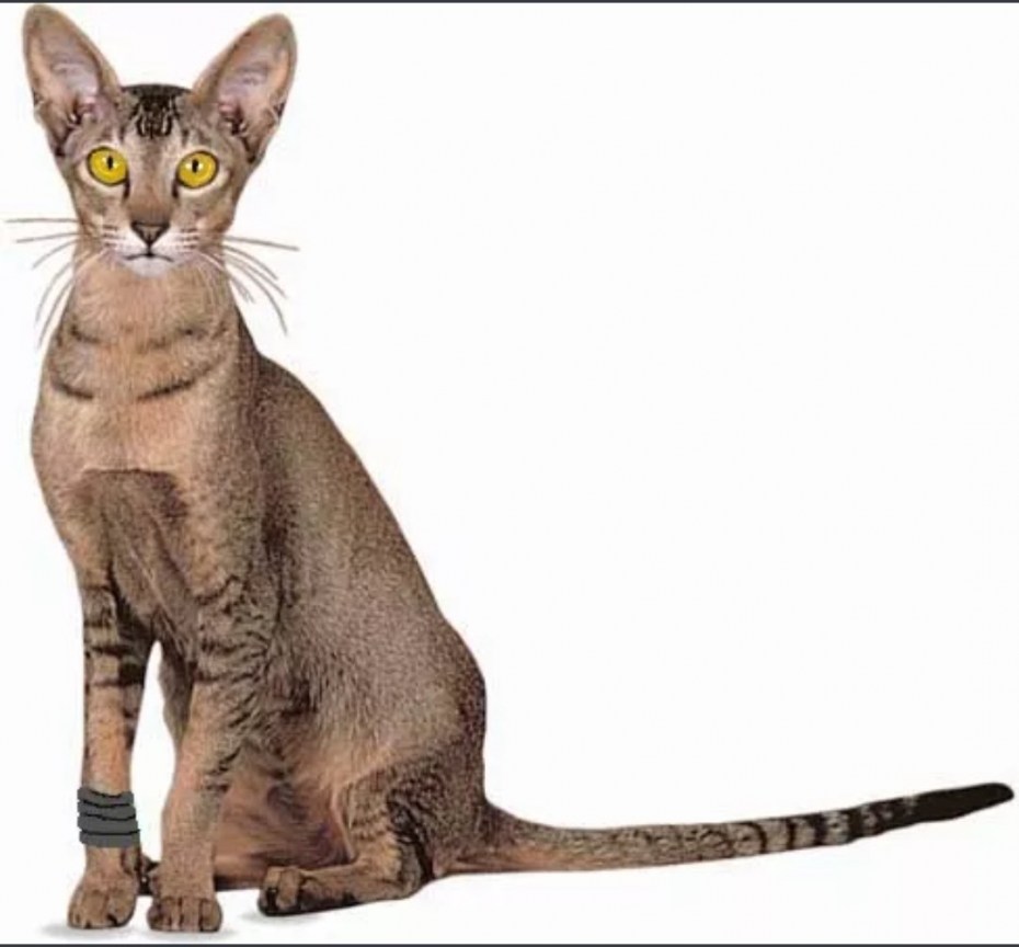 Ориентальная кошка