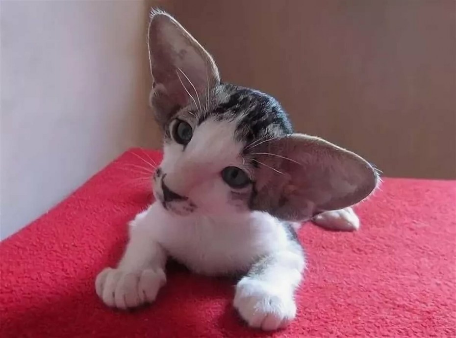 Кот УШАСТИК