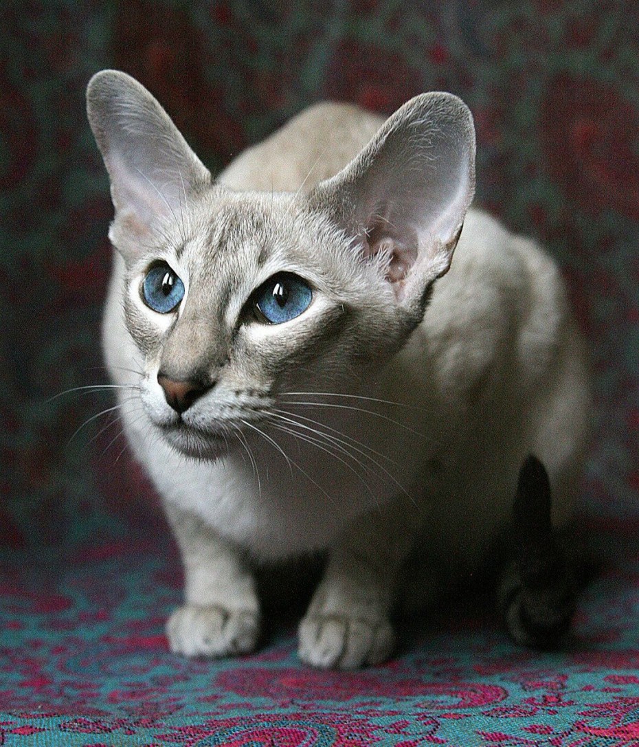 Ориентальная короткошерстная кошка