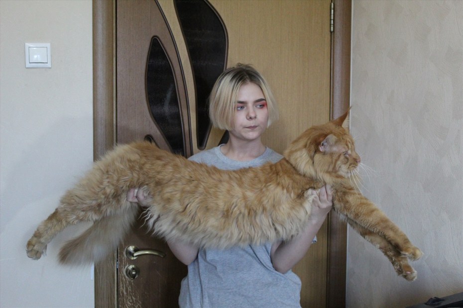 Мэйнкун в руках человека