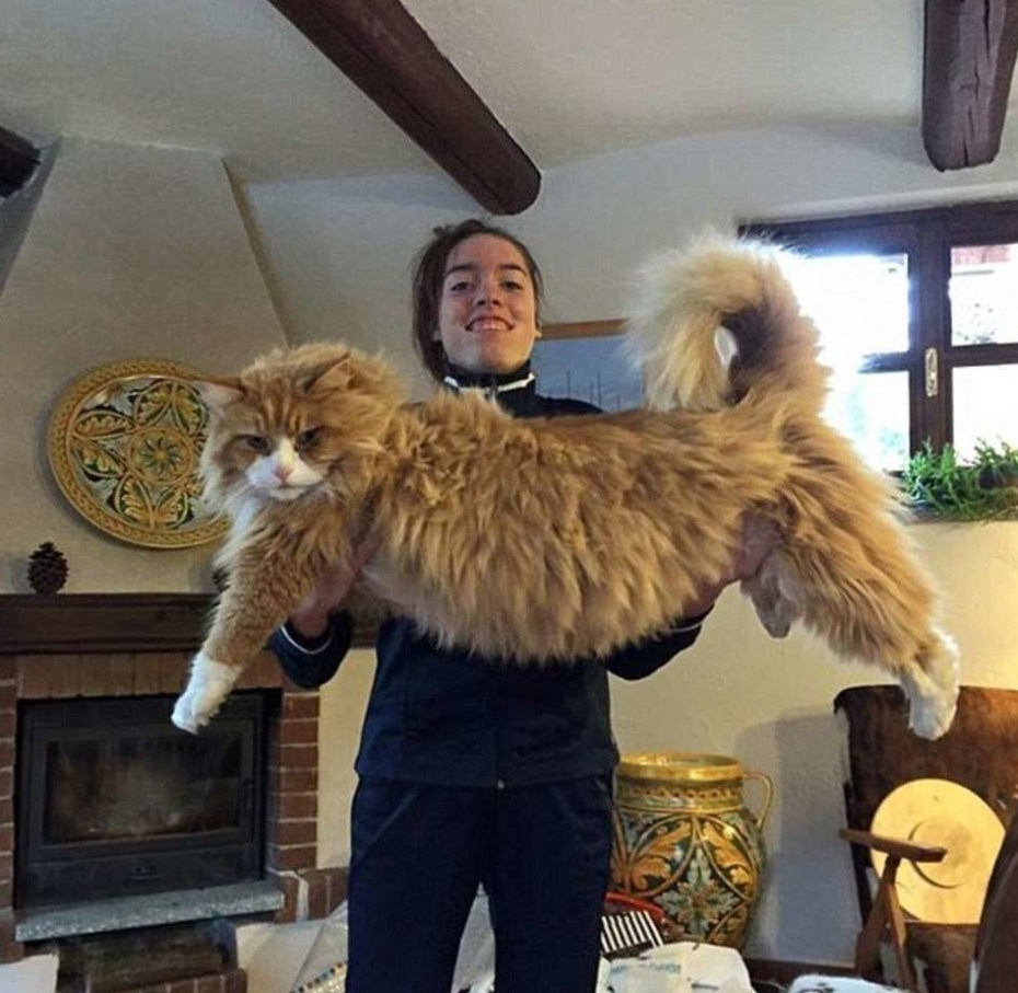Коты великаны Мейн куны