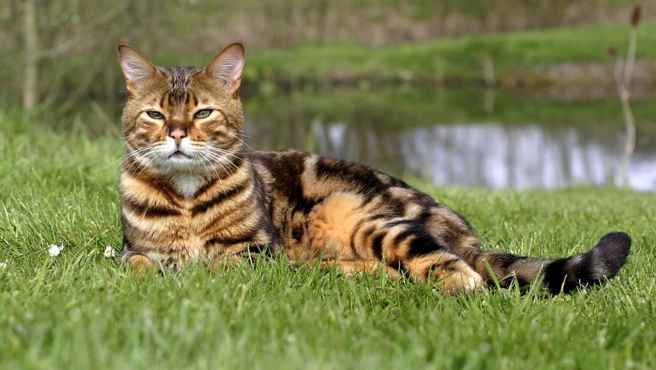 Бенгальский кот