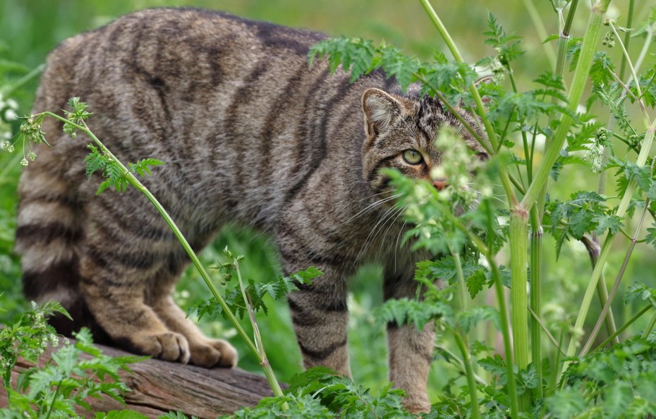 Шотландский Лесной кот серый