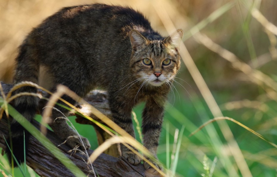 Дикая Лесная кошка Алания