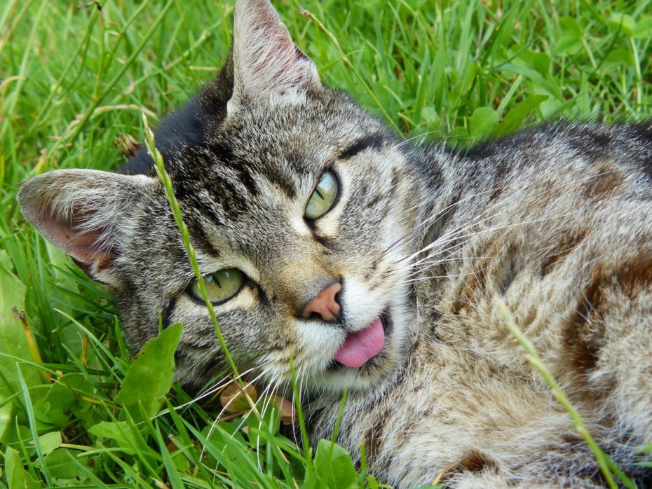 Фото кота