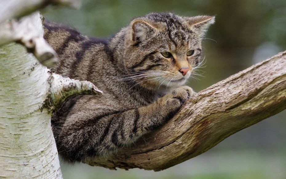 Дикий Лесной кот