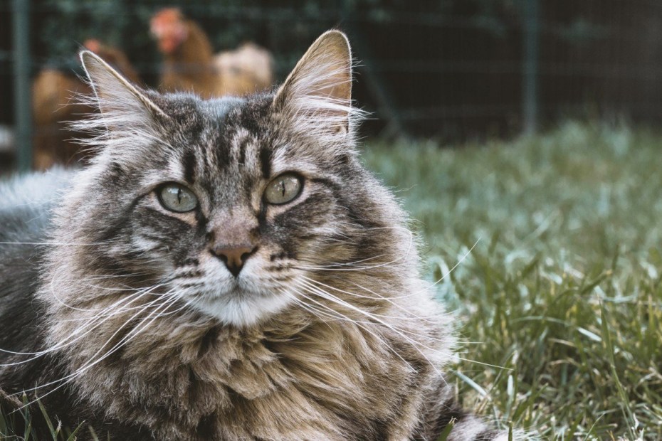 Бельгийский Лесной кот