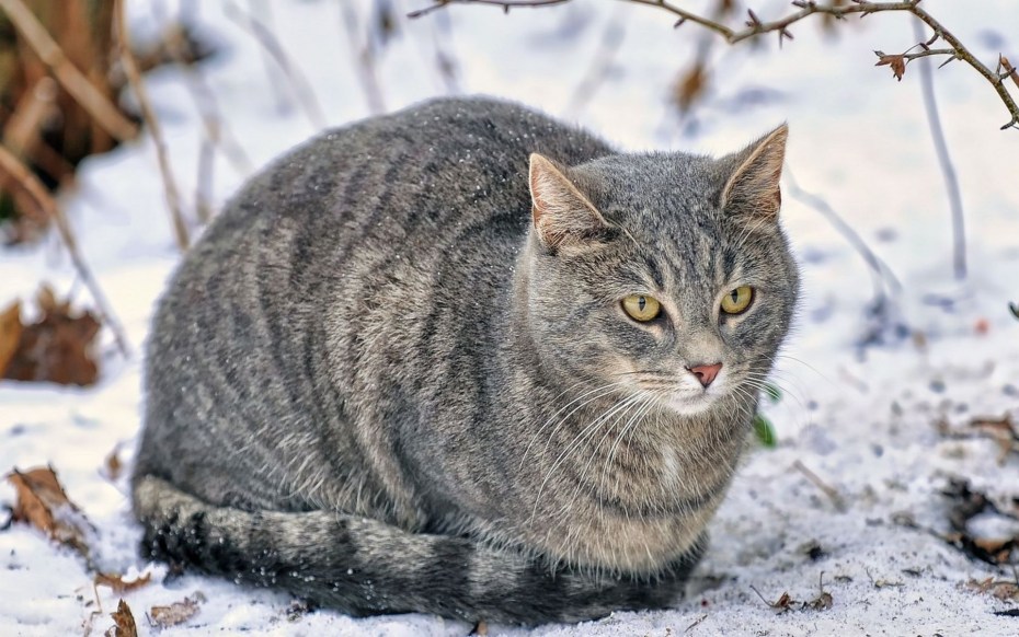 Кот серый