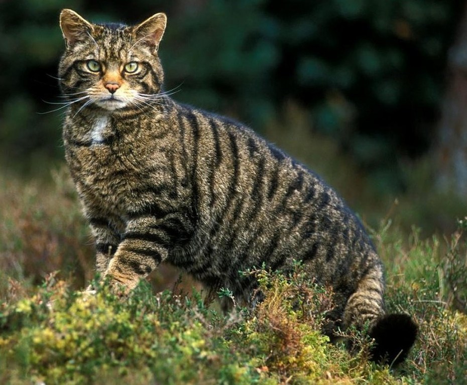 Шотландская Лесная кошка