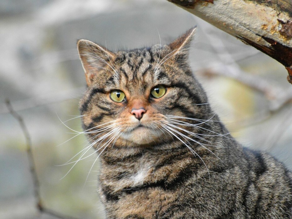 Felis Silvestris Silvestris